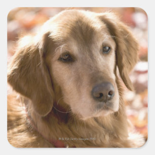 Naher Hund mit goldenem Labrador Retriever Quadratischer Aufkleber