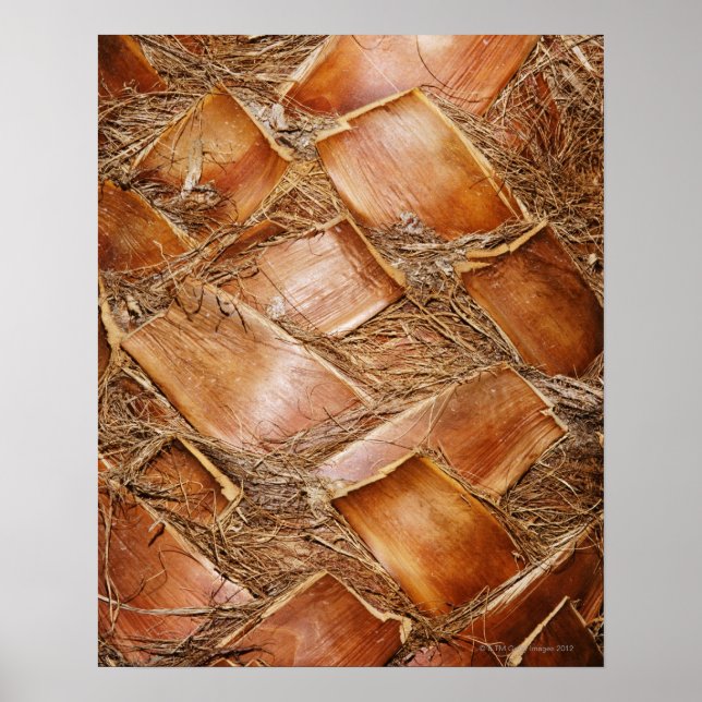 Naher Palmenstamm Poster (Vorne)