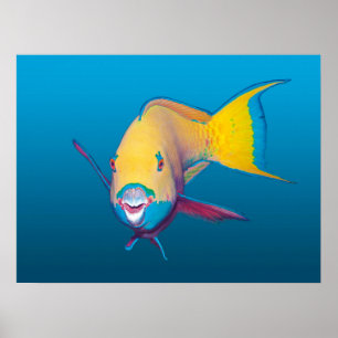 Naher Papageienfisch! Gradient-blauer Hintergrund Poster