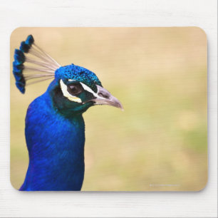 Naher Pfau 2 Mousepad