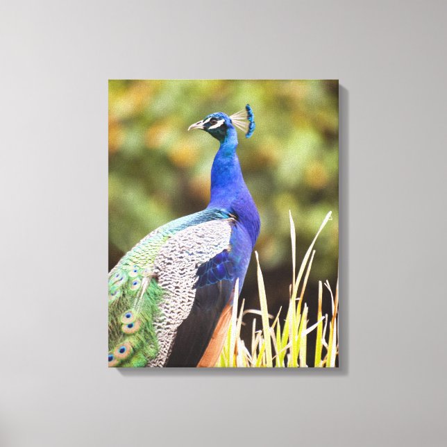 Naher Pfau Leinwanddruck (Vorderseite)