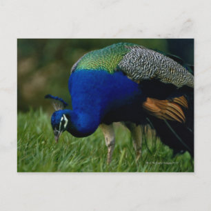 Naher Pfau Postkarte
