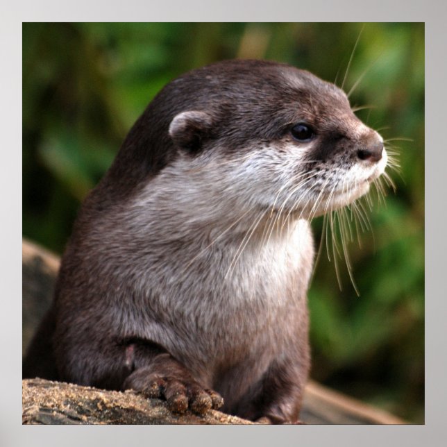 Naher Poster (Vorne)