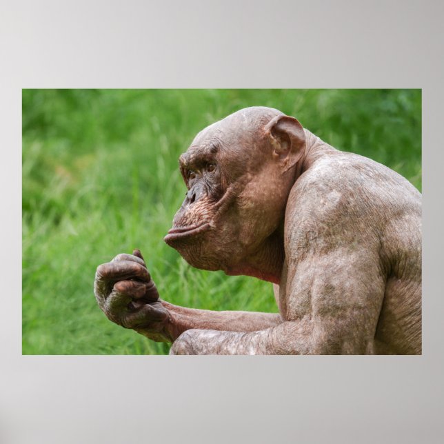 Naher Schimpanse ohne Haare Poster (Vorne)