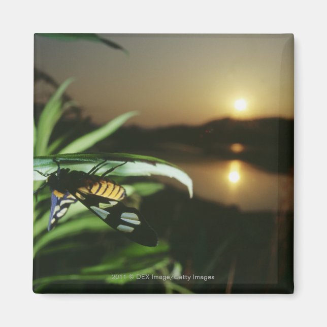 Naher Schmetterling auf Blatt bei Sonnenuntergang Magnet (Vorne)