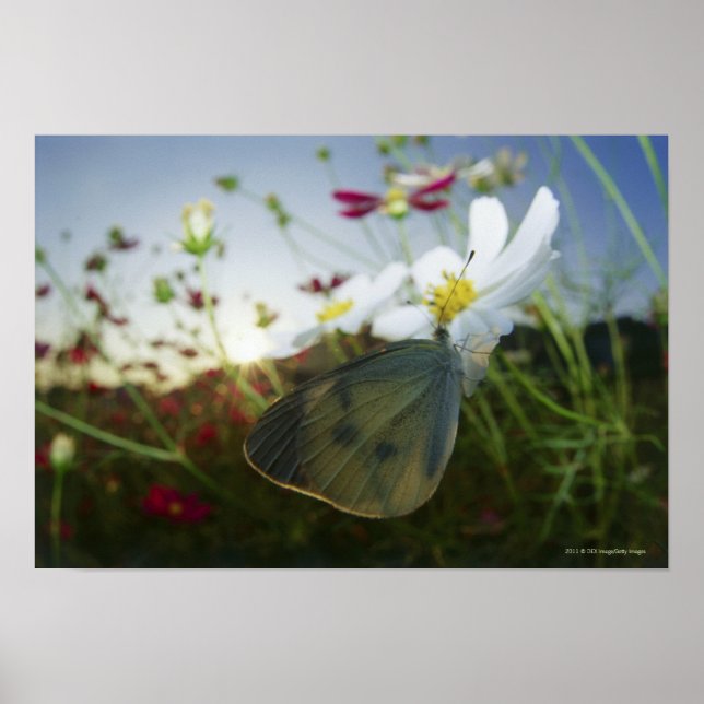 Naher Schmetterling auf Blume Poster (Vorne)