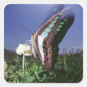 Naher Schmetterling auf der Blume, Flügelschlag Quadratischer Aufkleber