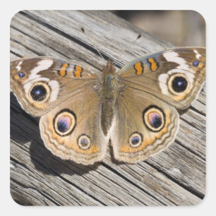 Naher Schmetterling (Junonia) Quadratischer Aufkleber