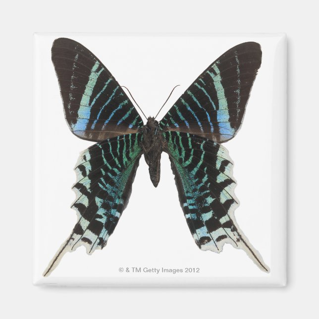 Naher Schmetterling Magnet (Vorne)