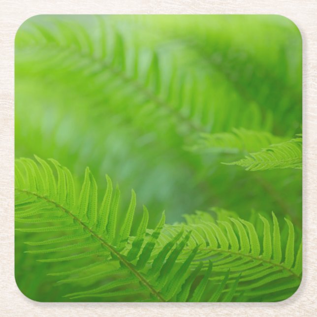 Naher Schwertfarn Rechteckiger Pappuntersetzer (Vorderseite)