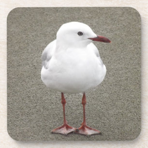 Naher Seagull Getränkeuntersetzer