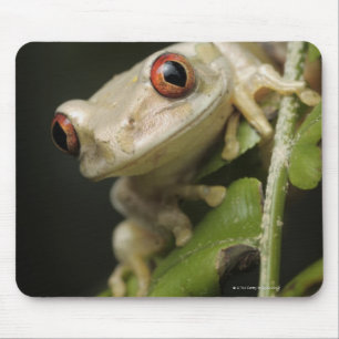 Naher Waldbaumfrosch (Leptopelis) Mousepad