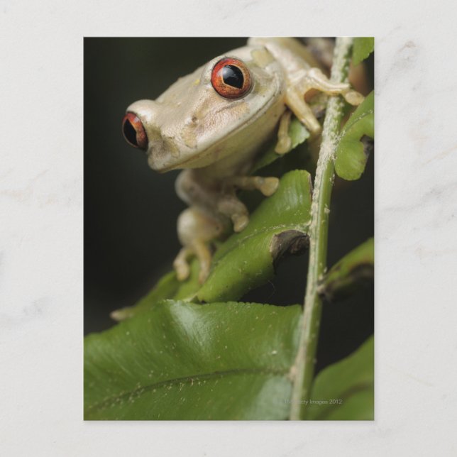 Naher Waldbaumfrosch (Leptopelis) Postkarte (Vorderseite)