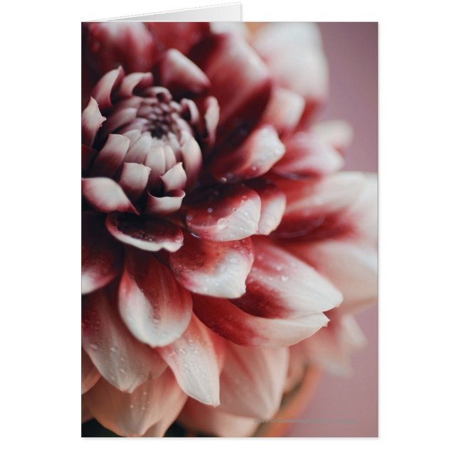 Naher Wassertropfen auf einer Blume (Vorne)