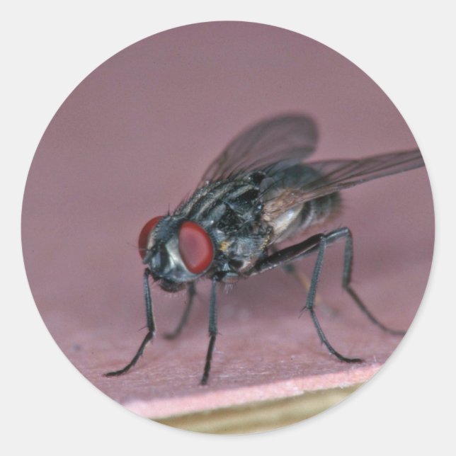 Nähere Sicht auf das Hausfliegeninsekt Runder Aufkleber (Vorderseite)