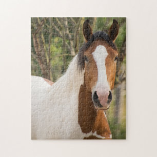 Nahes Anhäufen eines Paint Horse