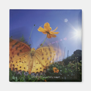 Nahes Aufblähen von Schmetterlingen Magnet