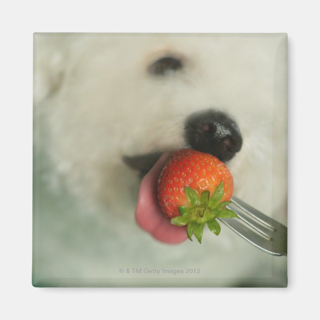 Nahes Aufgehen einer Bichon Frise, die eine Erdbee Magnet (Vorne)