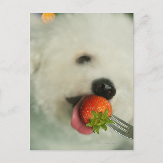 Nahes Aufgehen einer Bichon Frise, die eine Erdbee Postkarte (Vorderseite)
