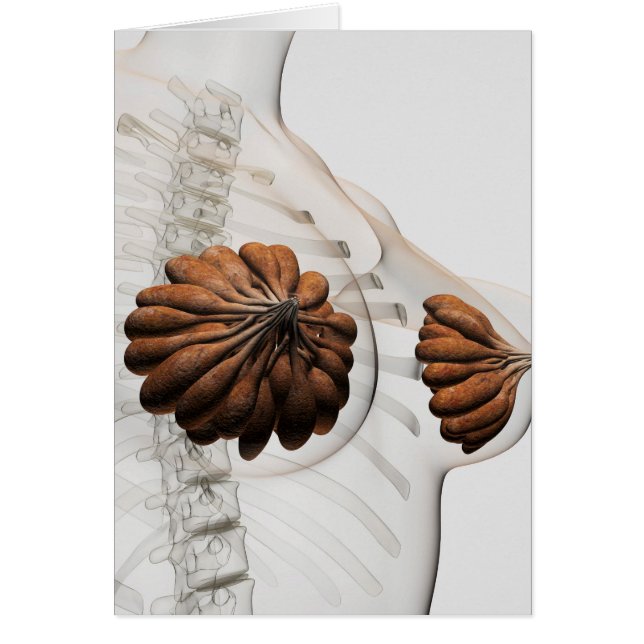 Nahes Aufkommen weiblicher Säugetierdrüsen (Vorne)