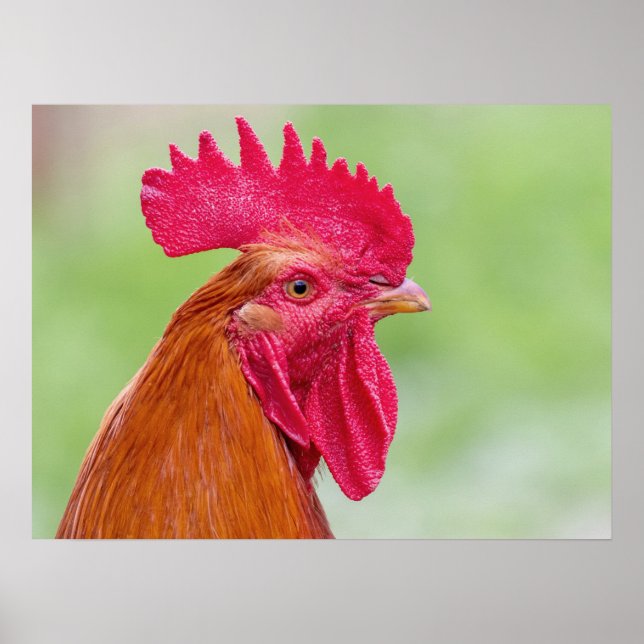 Nahes Auflisten Poster (Vorne)