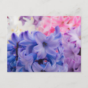 Nahes Aufsetzen der Hyacinth-Pflanze Postkarte