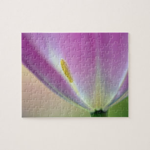 Nahes Aufsetzen der Unterseite der Tulpe-Blume, Ku