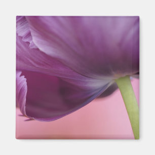 Nahes Aufsetzen der Unterseite der Tulpe-Blume, Ku Magnet