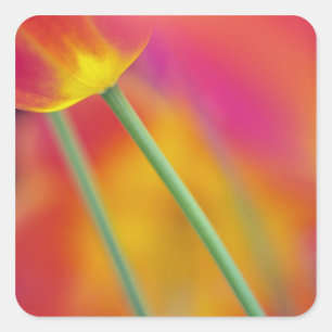 Nahes Aufsetzen der Unterseite der Tulpenbildung-B Quadratischer Aufkleber
