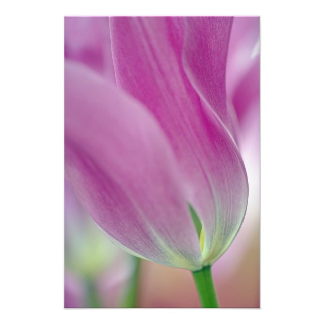 Nahes Aufsetzen der Unterseite der Tulpenbildung,  Fotodruck (Vorne)
