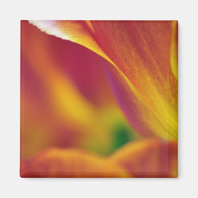 Nahes Aufsetzen der Unterseite der Tulpenbildung,  Magnet (Vorne)