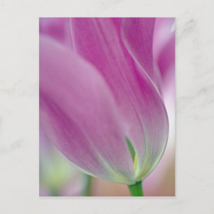 Nahes Aufsetzen der Unterseite der Tulpenbildung,  Postkarte