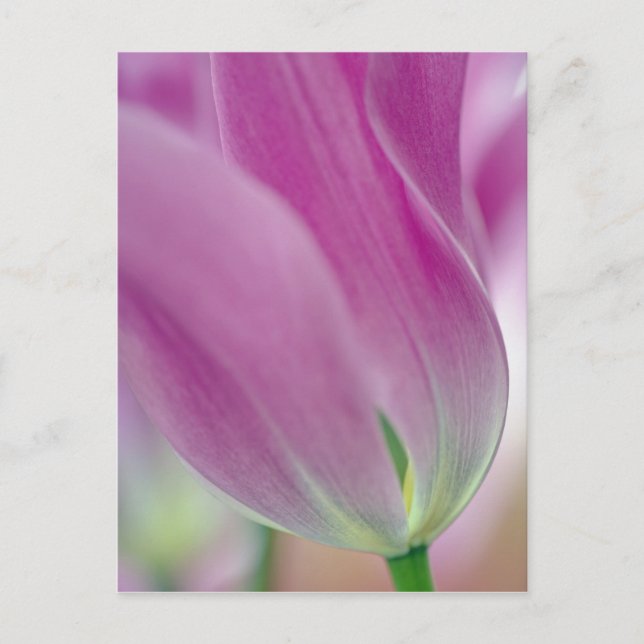 Nahes Aufsetzen der Unterseite der Tulpenbildung,  Postkarte (Vorderseite)