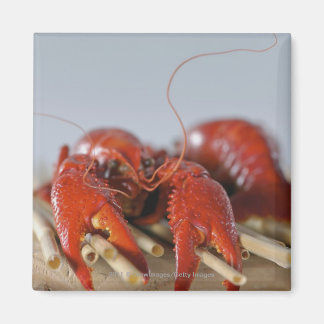 Nahes Aufsetzen einer Krabbe auf Stöcken Magnet