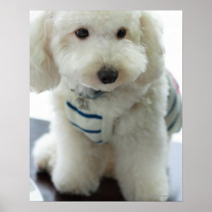 Nahes Aufsetzen eines Miniaturpoodles Poster