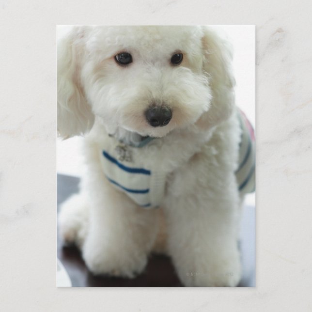 Nahes Aufsetzen eines Miniaturpoodles Postkarte (Vorderseite)