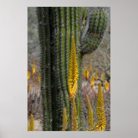 Nahes Aufsetzen von Kaktus und Agave