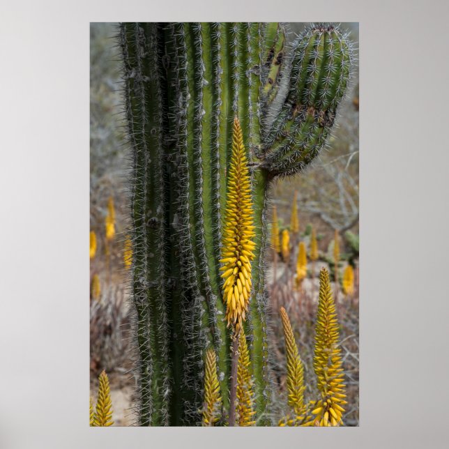 Nahes Aufsetzen von Kaktus und Agave Poster (Vorne)