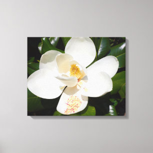 nahes Auftragen der grandiflora magnolia auf Leinw Leinwanddruck