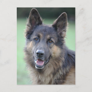 nahes Auftragen eines Hundes Postkarte