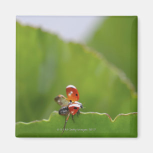 Nahes Auftragen eines Ladybugs auf einem Blatt Magnet