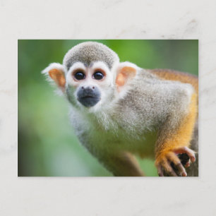 Nahes Aufwachsen eines Eichhörnchenaffen Postkarte
