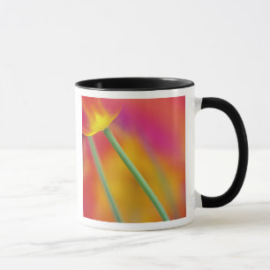 Nahes Aufziehen der Unterseite der Tulpe-Blume, Tasse