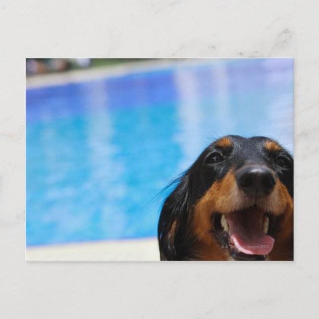 Nahes Aufziehen einer Dackel Postkarte (Vorderseite)