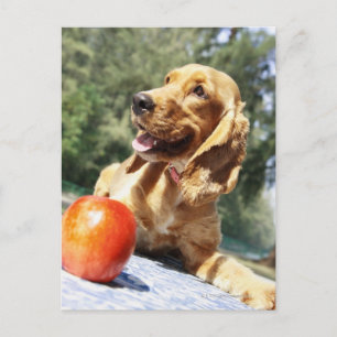 Nahes Aufziehen eines Apfels vor einem Hund Postkarte
