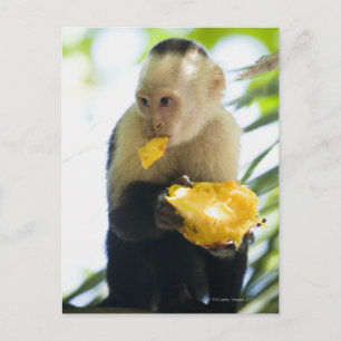 Nahes Aufziehen eines Kapuzineraffen, der eine Fru Postkarte