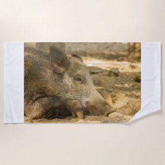 nahes Aufziehen eines Wildschweins auf Strandtüche Strandtuch