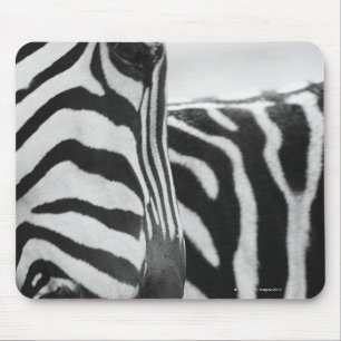 Nahes Aufziehen von Zebra im Gesicht und an der Sc Mousepad