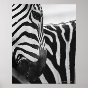 Nahes Aufziehen von Zebra im Gesicht und an der Sc Poster