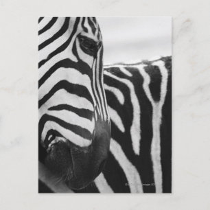 Nahes Aufziehen von Zebra im Gesicht und an der Sc Postkarte